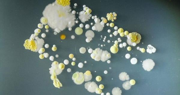 niversiteden Doktor Simon Park, cep telefonlarnn sadece iletiim arac olmadn, bizim kiisel izlerimizi de tadn sylyor. Tabii ayn zamanda yediklerimizi, itiklerimizi de telefonlara bir ekilde bulatryoruz.