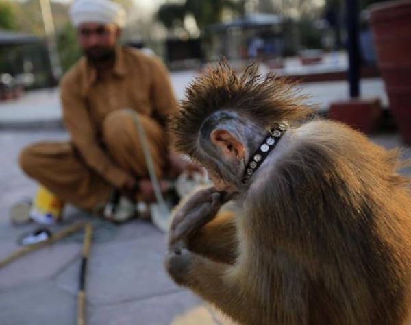 Bir ok farkl kltr iinde barndran Gney Asya'nn renkli lkesi Pakistan'da maymun terbiyecilii ya da dier adyla maymun oynatclna sklkla rastlanyor.