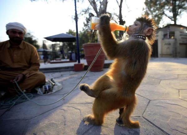 Jleli salar ve imajyla ziyaretilerin ilgisini eken 2 yandaki Honeysing, ky ziyarete gelenlere keyifli dakikalar yaatrken haftann 3 gn sahibine 1-3 dolar arasnda para kazandryor. Honeysing zaman zaman ziyaretilerin eline trmanyor.