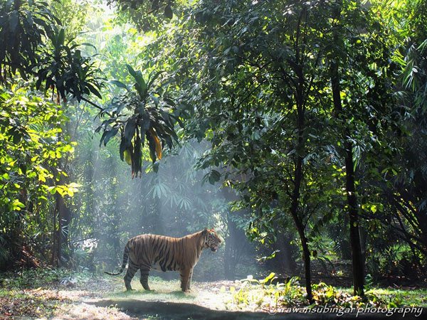 Kaplanlar yalnz yaayan cool hayvanlardr.