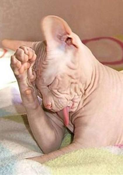 te sanal alemde yaynlanan, tklanma rekorlar kran, gelmi gemi en komik, en tuhaf ve en ilgin fotoraflar...