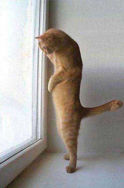 te sanal alemde yaynlanan, tklanma rekorlar kran, gelmi gemi en komik, en tuhaf ve en ilgin fotoraflar...