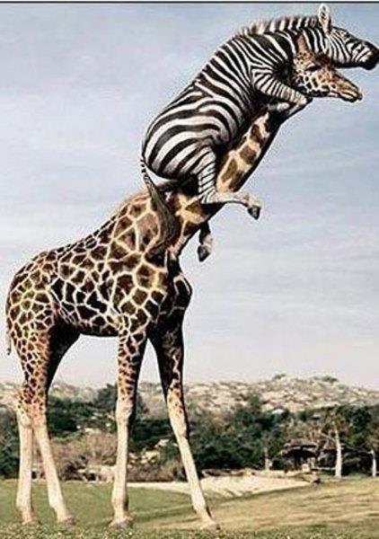 te sanal alemde yaynlanan, tklanma rekorlar kran, gelmi gemi en komik, en tuhaf ve en ilgin fotoraflar...