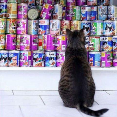 te sanal alemde yaynlanan, tklanma rekorlar kran, gelmi gemi en komik, en tuhaf ve en ilgin fotoraflar...