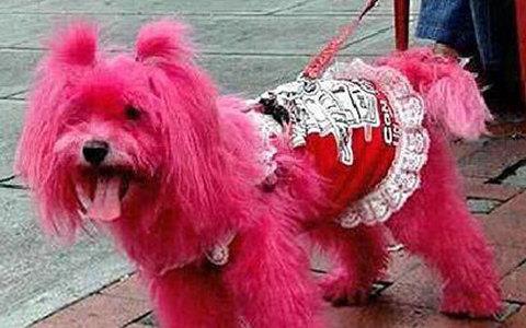 te sanal alemde yaynlanan, tklanma rekorlar kran, gelmi gemi en komik, en tuhaf ve en ilgin fotoraflar...