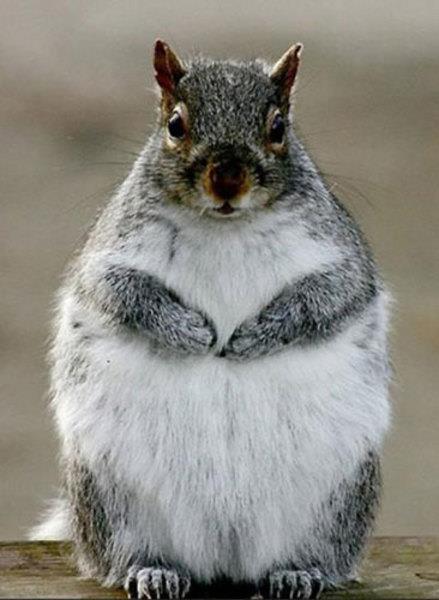 te sanal alemde yaynlanan, tklanma rekorlar kran, gelmi gemi en komik, en tuhaf ve en ilgin fotoraflar...