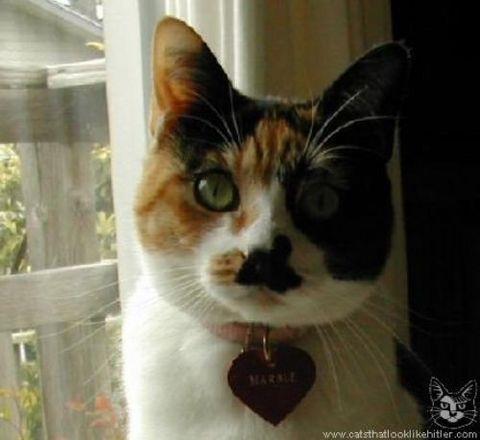 te sanal alemde yaynlanan, tklanma rekorlar kran, gelmi gemi en komik, en tuhaf ve en ilgin fotoraflar...