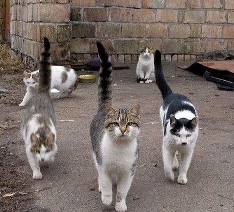 te sanal alemde yaynlanan, tklanma rekorlar kran, gelmi gemi en komik, en tuhaf ve en ilgin fotoraflar...