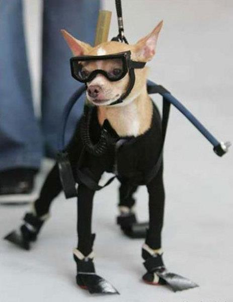 te sanal alemde yaynlanan, tklanma rekorlar kran, gelmi gemi en komik, en tuhaf ve en ilgin fotoraflar...