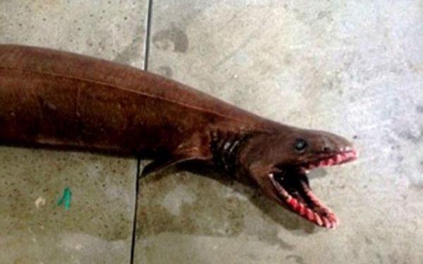 Avustralya'nn Victoria sularnda bu bal yakalayan David Guillo, "30 yldr denizlerdeyim byle bir kpek balna hi rastlamadm. Kafas korku filminden km gibiydi. Dehet verici bir grnts vard? Akas korkutucuydu." diye konutu.