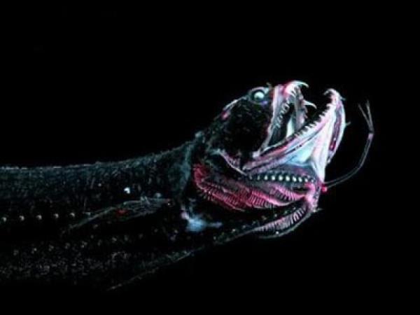 Scaly Dragonfish  <br>Okyanusun minimum 200 metre maksimum 1500 metre derinliinde yaarlar. 32 cm uzunlua sahipler.