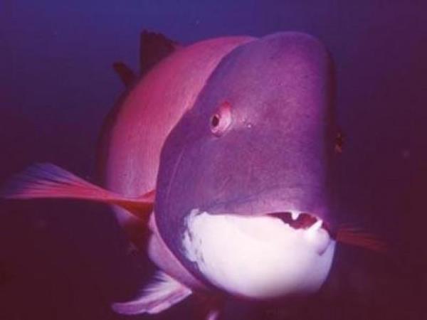 Kaliforniya davarba  <br>Pasifik okyanusunun ilgin canls yetikin hale geldiinde 90 cm uzunlua ve 16 kilogram arla ulayor