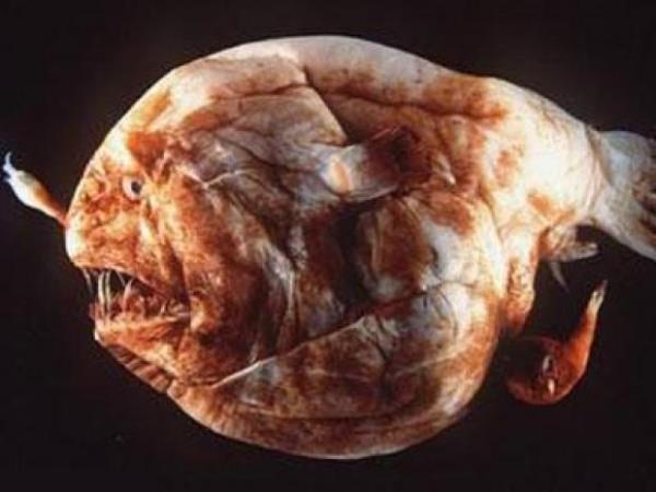 Angler Fish  <br>Ortalama 1 metre uzunlua sahip olan angler fishler Atlantik okyanusunda yayor.