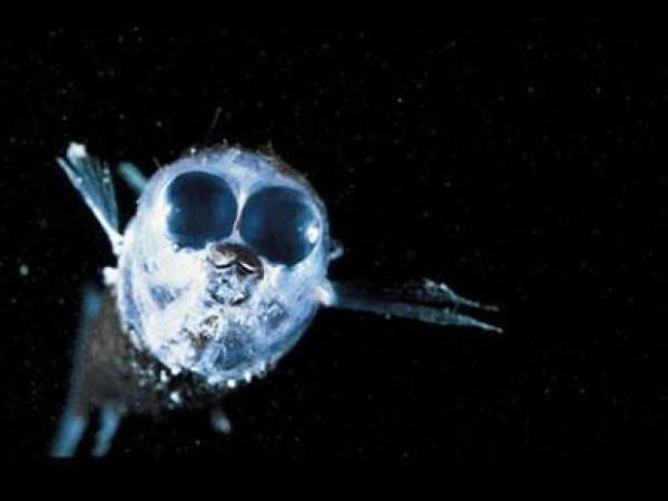 Spookfish  <br>400 ila 2500 metre arasnda deien derinliklerde yaayan Spookfish 20 cm uzunluunda.