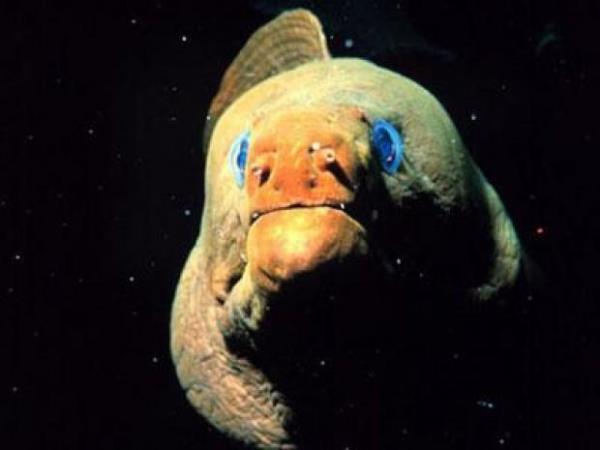 Moray eel  <br>150 santim uzunluundaki Moray eel&#8217;in en byk zellii 180 derece alabilen ene kaslarna sahip olmas...