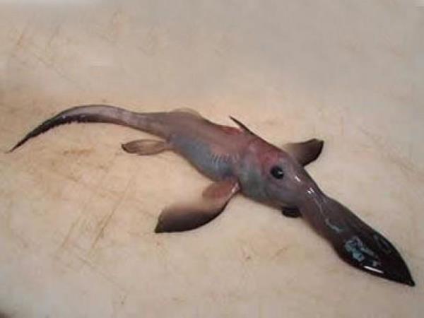 Sans  <br>Derin sularn sakinlerinden olan Chimaeralar 2 metre uzunlua kadar ulaabiliyor.