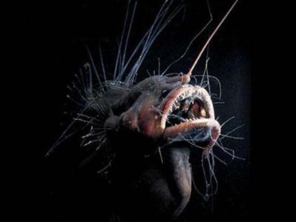 Deniz eytan  <br>Minimum 700 maksimum 3000 metre derinlikte yaarlar. 25 santimetre boyundalar.