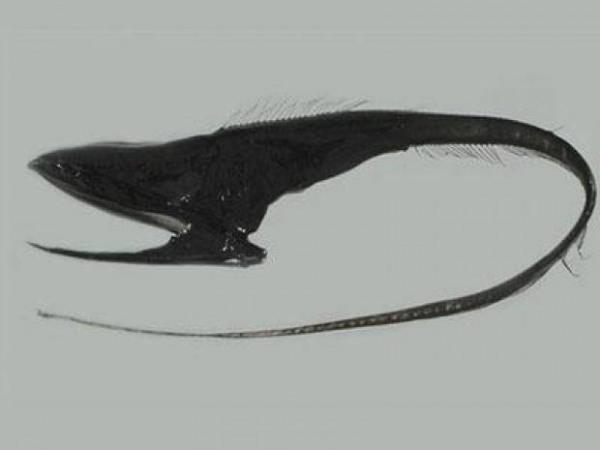Gulper Eel  <br>Ortalama 3000 ila 6000 metre derinlikte yaayan Gulper Eel'in boyu 2 metreyi buluyor.