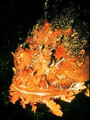 Scorpion fish (Akrep bal)  <br>Srt ksmnda fazla sayda dikenleri bulunan scorpion fish Avustralya&#8217;da yayor. Saldrgan olmayan balk dikenlerine dokunulmas halinde lmcl etkiler yaratabiliyor.