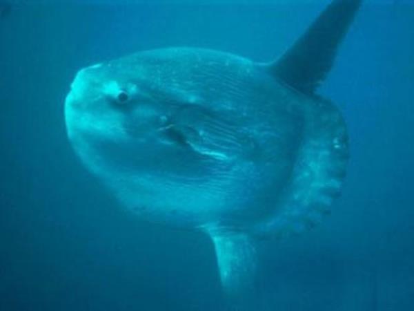 Ocean Sunfish  <br>Derin sularn gvenilir bekisi ocean sunfish dnyann en kemikli bal olarak biliniyor.