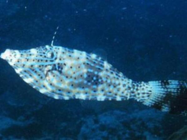 Scrawled filefish  <br>Hayatlarn srdrmek iin 1200 metre derinliindeki sular tercih eden scrawled filefish&#8217;lerin boyutlar 30 santim ile 90 santim arasnda deiiyor.