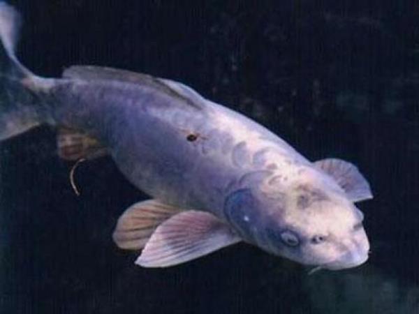 nsan yzl balk  <br>Boyutlar 50 cm ile 80 cm arasnda deien bu balk mavi dnyann en sakin canllarndan biri.