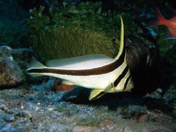 Jackknife fish  <br>Atlantic Okyanusunun gri renkli canls 25 cm uzunluunda. Jackknife fish metalik rengi sayesinde dmanlarndan kolayca gizlenebiliyor.