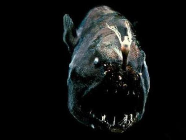 Anglerfish  <br>Maksimum 4000 metre derinlikte yaarlar. Boyutlar ortalama 15 cm&#8217;dir.