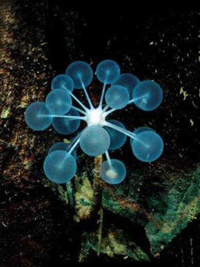 Pingpong Tree Sponge  <br>3000 metre derinlikte yaayan Pingpong Tree Sponge&#8217;lar ortalama 50 cm ykseklie sahipler.