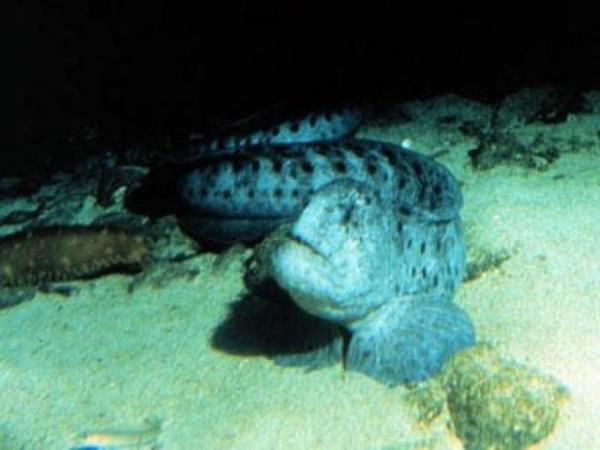 Wolf eel  <br>Anarhichadidae ailesinin yesi walf eel Pasifik Okyanusu&#8217;nda yayor. Arl ise maksimum 18 kilogram.