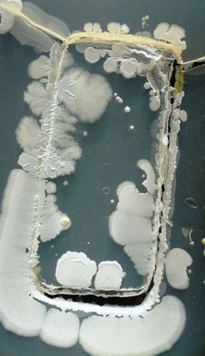 Bilim insanlarnn "akll telefon bakterileri" olarak adlandrd bu canllar, bizimle srekli i ie olduunu bildirdi.