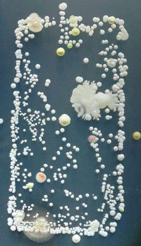 Sanat almas gibi grnen bu fotograf aslnda bir bakteriye ait.