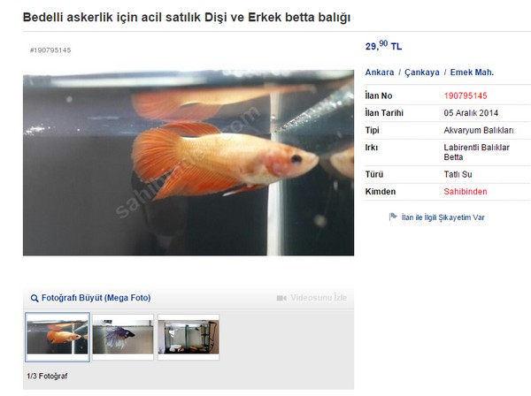 Betta Bal (Hemde 29 TL`ye)<br>28 yandan gn alm kiilerin 18 bin TL deyerek Bedelli Askerlik yapmalarna ilikin karar kartlan yasayla yrrlle girdi. Peki imdi bu 18 bin TL nereden bulunacak? Banka kredileri zellikle maal alanlarn imdadna yetiirken birok "Mehmetiin" de ykte hafif pahada ar rnlerini internet sitelerinden sattna ahit olmaktayz.