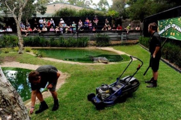 Timsahlarla arkada olan insanlarn cesareti grenleri akna eviriyor...
