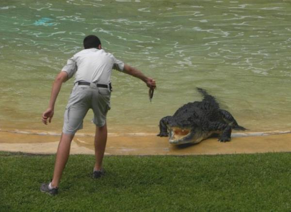 Timsahlarla arkada olan insanlarn cesareti grenleri akna eviriyor...