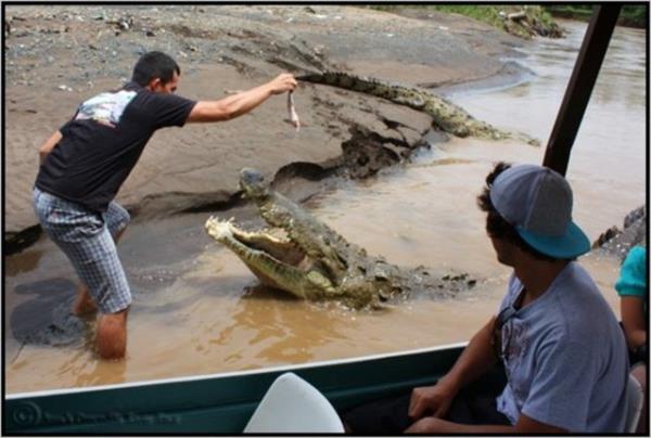 Timsahlarla arkada olan insanlarn cesareti grenleri akna eviriyor...