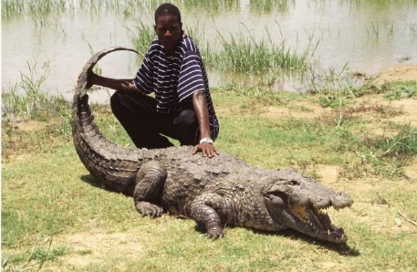 Timsahlarla arkada olan insanlarn cesareti grenleri akna eviriyor...