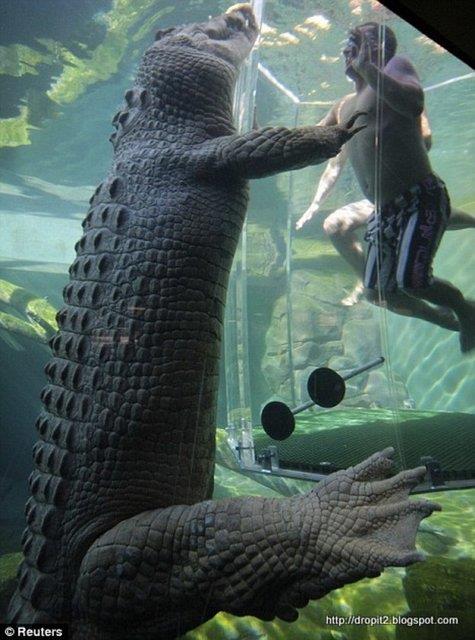 Timsahlarla arkada olan insanlarn cesareti grenleri akna eviriyor...