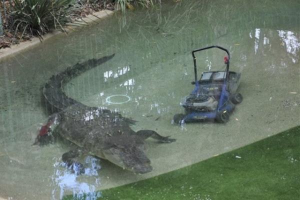 Timsahlarla arkada olan insanlarn cesareti grenleri akna eviriyor...