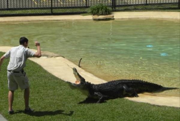 Timsahlarla arkada olan insanlarn cesareti grenleri akna eviriyor...