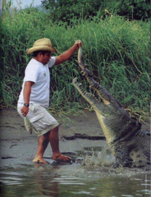 Timsahlarla arkada olan insanlarn cesareti grenleri akna eviriyor...
