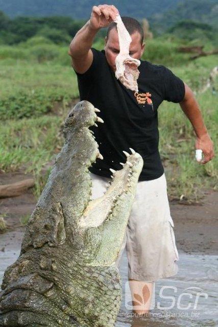 Timsahlarla arkada olan insanlarn cesareti grenleri akna eviriyor...