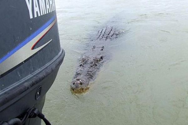 Timsahlarla arkada olan insanlarn cesareti grenleri akna eviriyor...