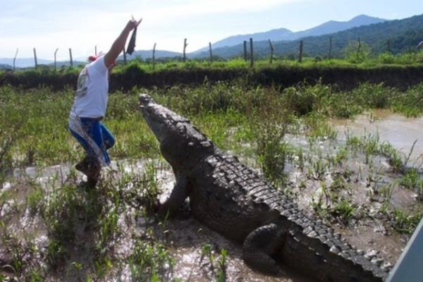 Timsahlarla arkada olan insanlarn cesareti grenleri akna eviriyor...