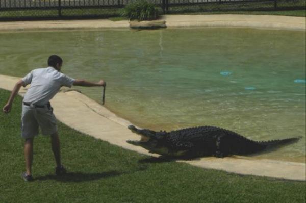 Timsahlarla arkada olan insanlarn cesareti grenleri akna eviriyor...