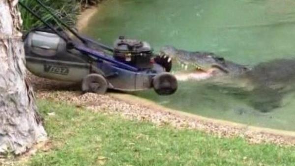 Timsahlarla arkada olan insanlarn cesareti grenleri akna eviriyor...