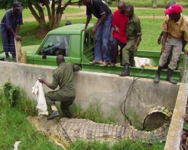 Timsahlarla arkada olan insanlarn cesareti grenleri akna eviriyor...
