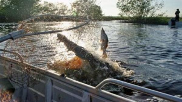 Timsahlarla arkada olan insanlarn cesareti grenleri akna eviriyor...