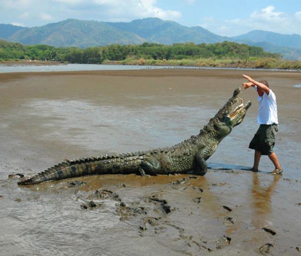 Timsahlarla arkada olan insanlarn cesareti grenleri akna eviriyor...