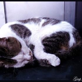 9. Hayvanlar da Rya Grr